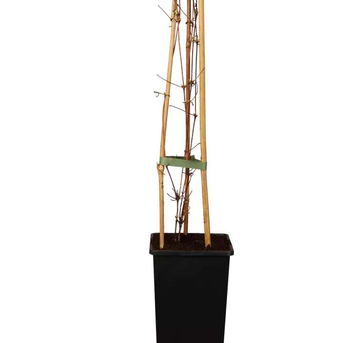 Waldrebe 'Miss Bateman'