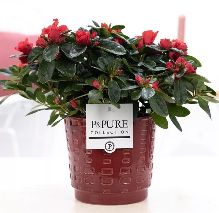 Zimmerazalee 'Hortinno® Quattro' Zimmerazalee 'Hortinno® Quattro'