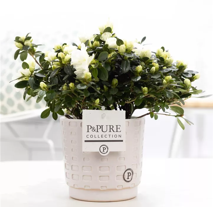 Zimmerazalee 'Hortinno® Quattro' Zimmerazalee 'Hortinno® Quattro'