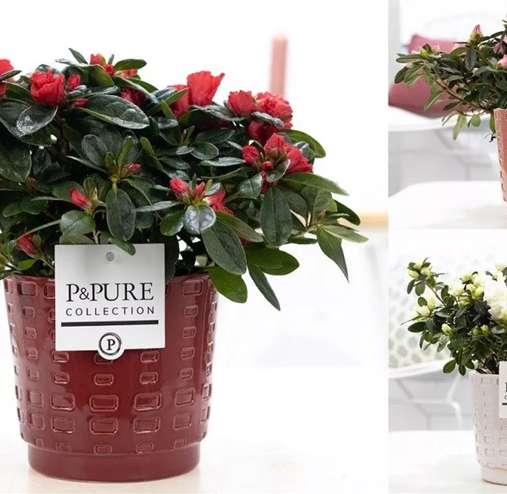 Zimmerazalee 'Hortinno® Quattro' Zimmerazalee 'Hortinno® Quattro'