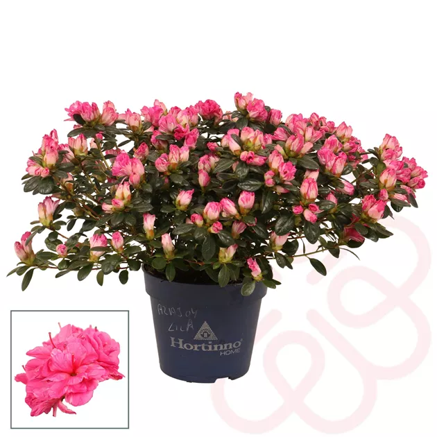 Azalee Hortinno Primavera, Zimmerazalee 'Hortinno Quattro' - Bellaflora