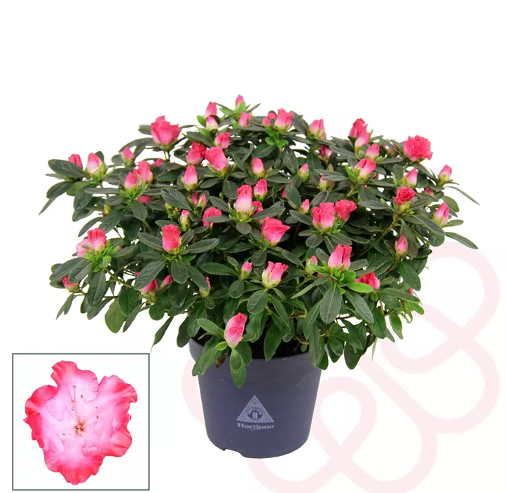 Zimmerazalee 'Princess Pinky'® Zimmerazalee 'Princess Pinky'®