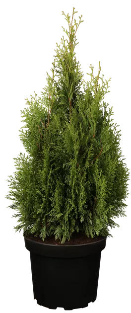 weihnachtsstern fr aussen wei LED Auen-Weihnachtsstern Nova 60cm IP65 online kaufen