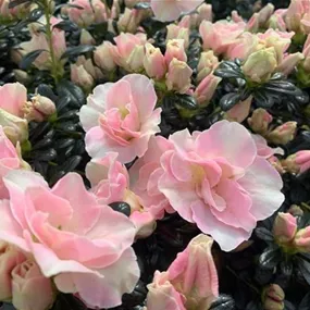 Azalee Hortinno Christine Cherry Blossom