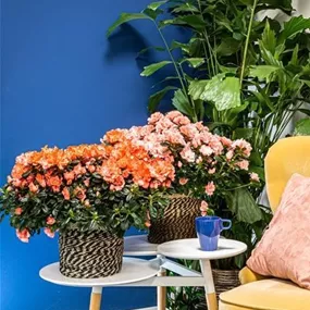 Azalee Hortinno Magic