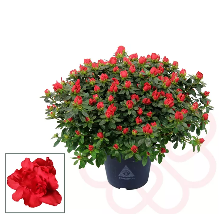 Zimmerazalee 'Hortinno® Quattro'