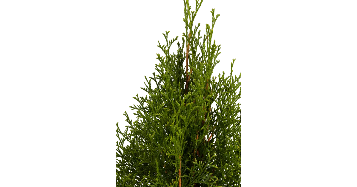 Thuja occidentalis Smaragd 150 - 175 cm (Lieferartikel), Lebensbaum 'Smaragd'  - Bellaflora