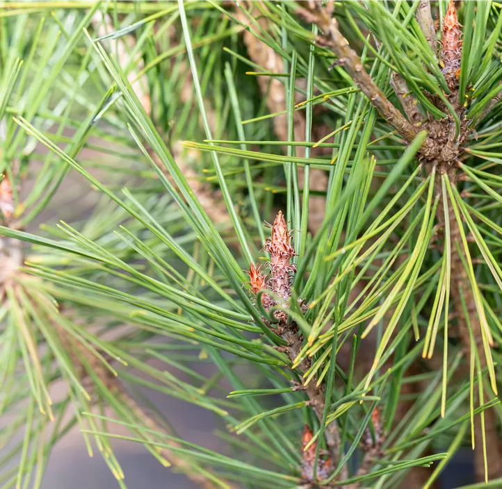 Japanische Strauch-Kiefer 'Alice Verkade' Japanische Strauch-Kiefer 'Alice Verkade'