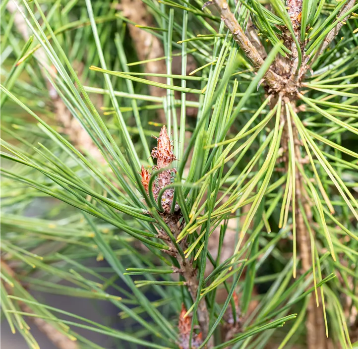 Japanische Strauch-Kiefer 'Alice Verkade' Japanische Strauch-Kiefer 'Alice Verkade'