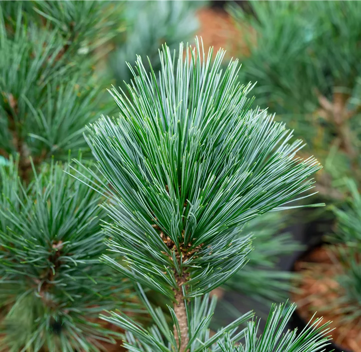 Nevada-Zirbelkiefer 'Vanderwolfs Pyramid'