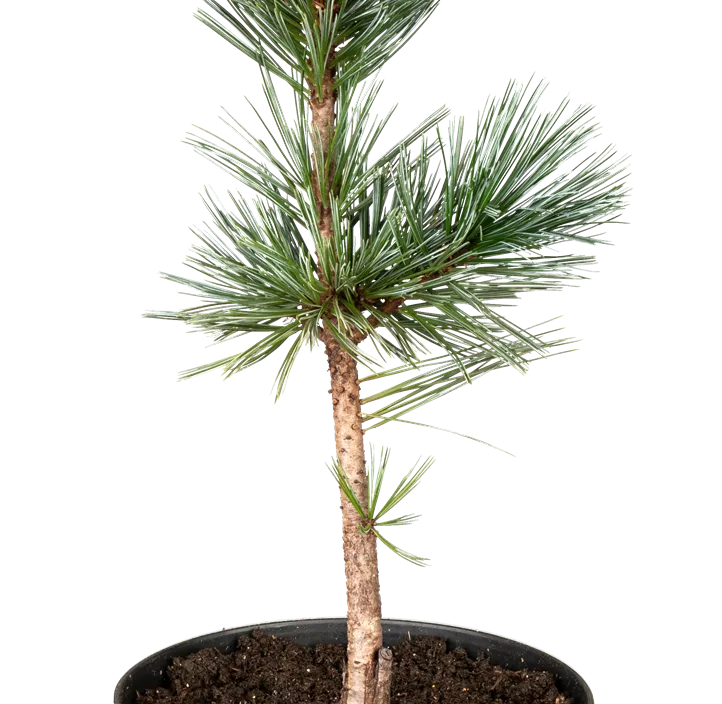 Nevada-Zirbelkiefer 'Vanderwolfs Pyramid'