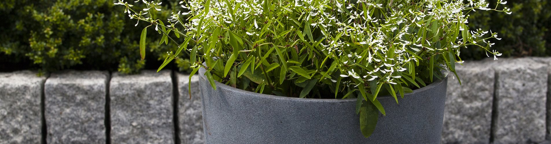 Euphorbia hypericifolia Euphorbia hypericifolia