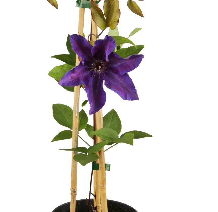 Waldrebe 'The President'®