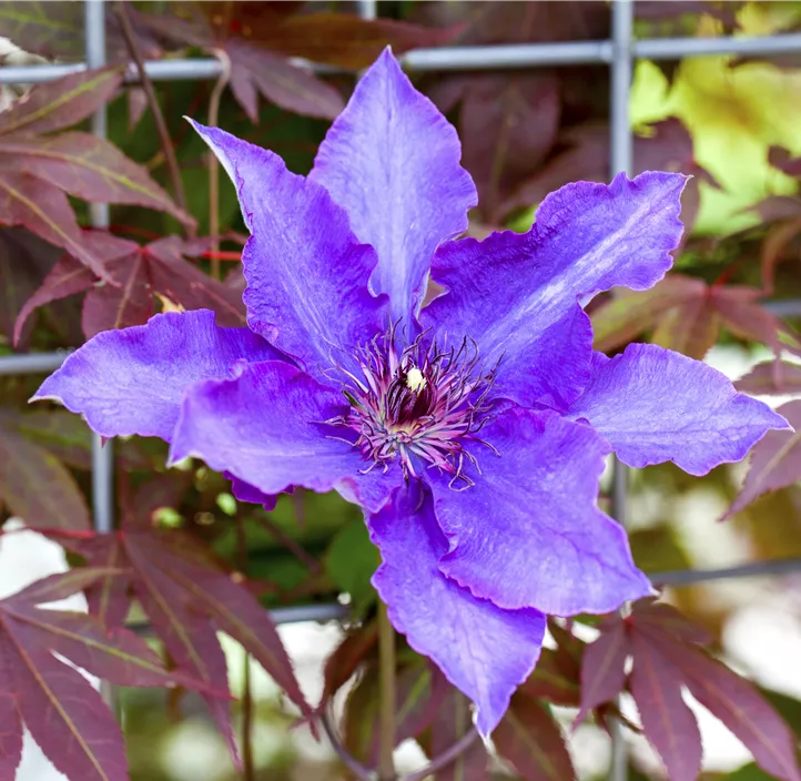 Waldrebe 'The President'®