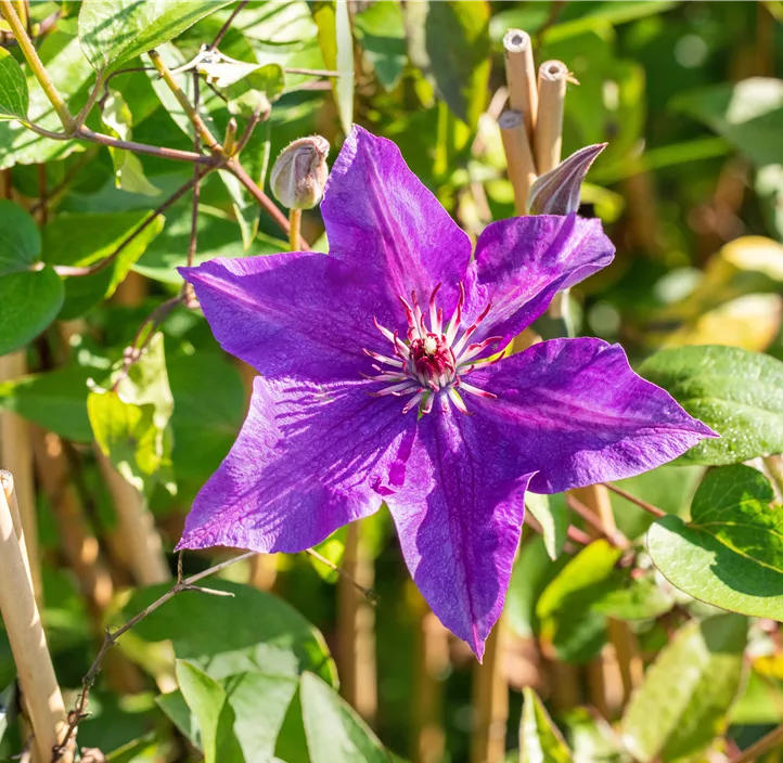 Waldrebe 'The President'®