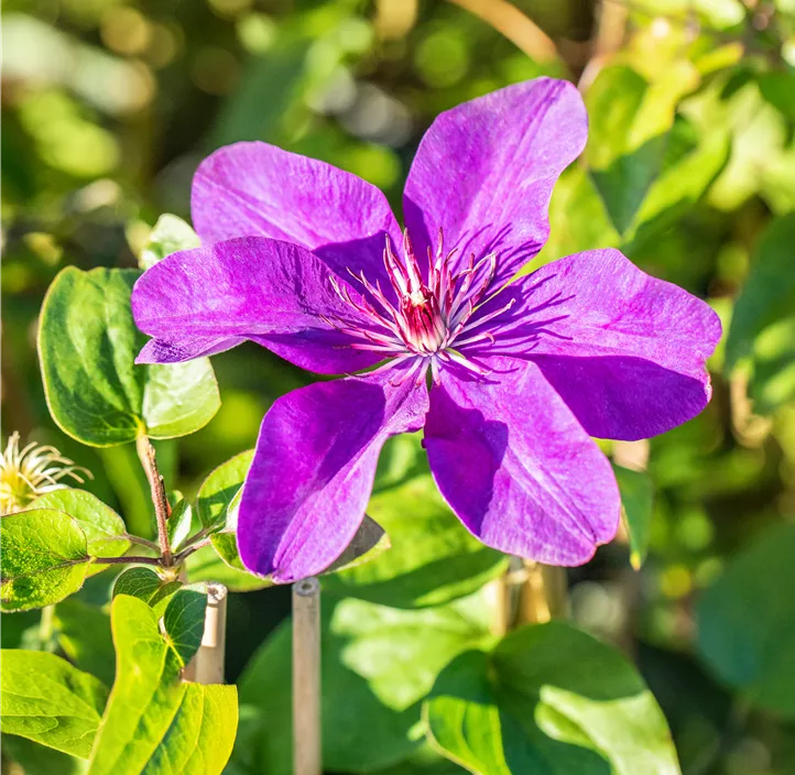 Waldrebe 'The President'®