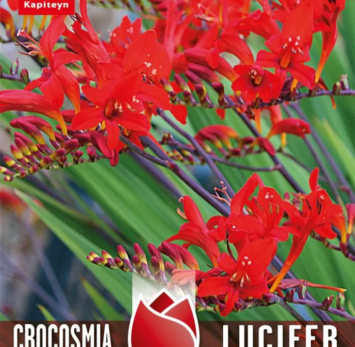 Montbretie Lucifer Montbretie Lucifer