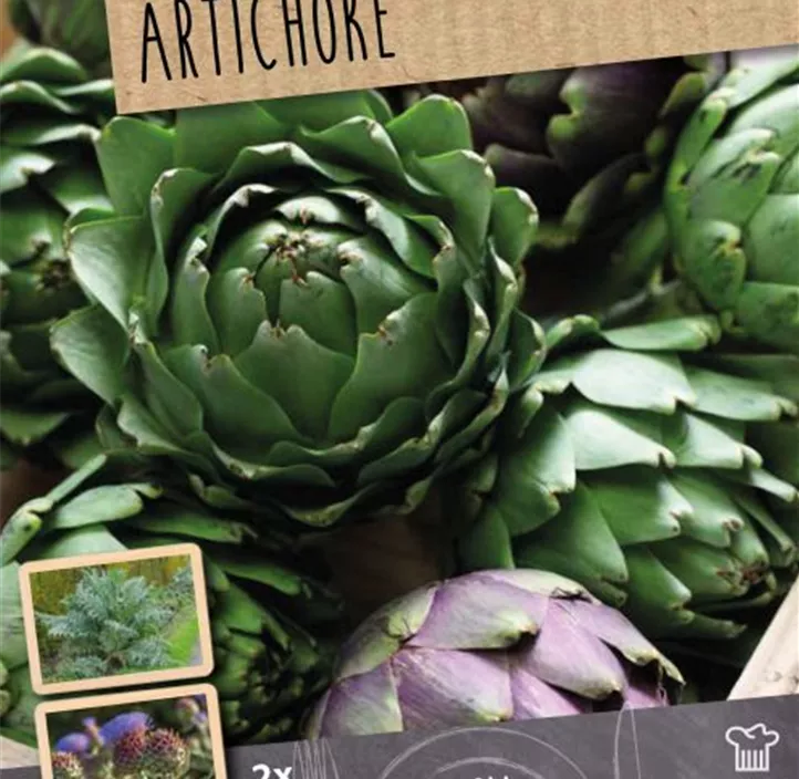 Gemüse-Artischocke Gemüse-Artischocke