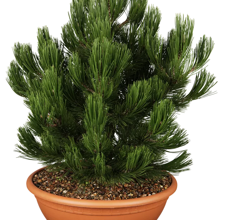 Bosnische Kiefer 'Compact Gem'