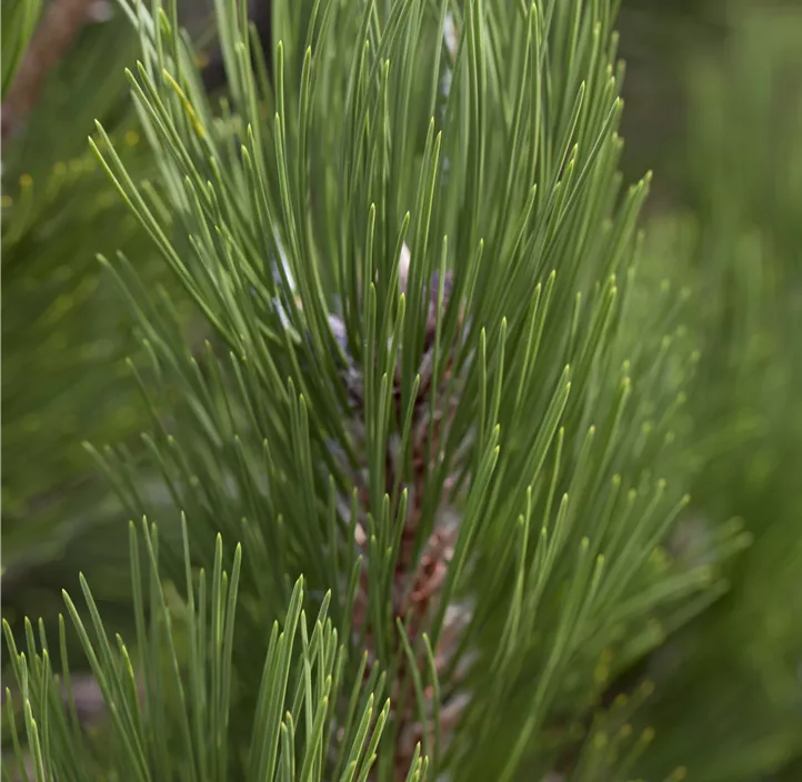 Bosnische Kiefer 'Compact Gem'