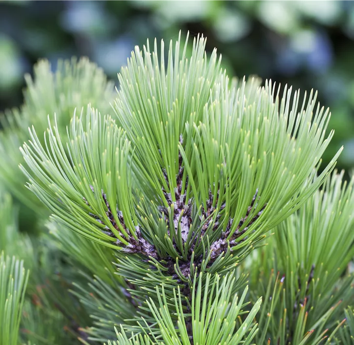 Bosnische Kiefer 'Compact Gem'