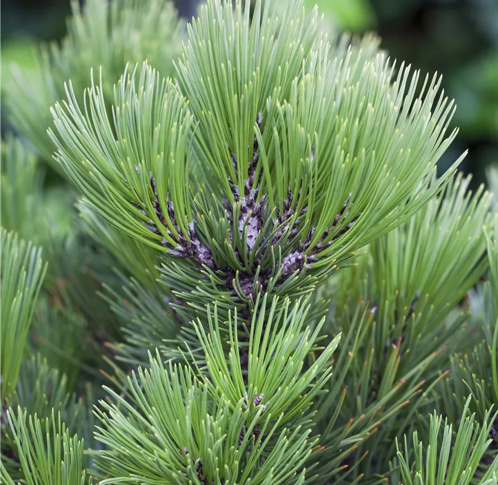 Bosnische Kiefer 'Compact Gem'