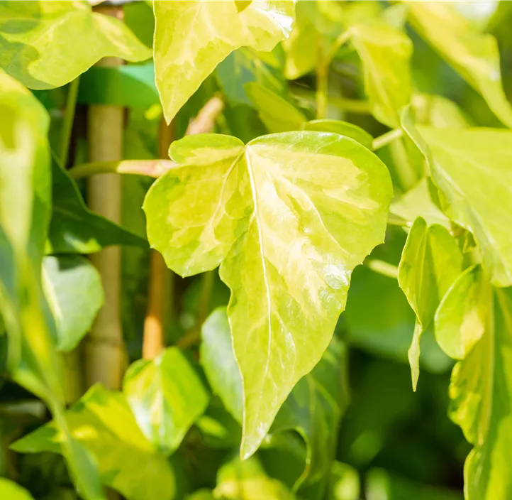 Strauch-Efeu 'Sulphur Heart' Strauch-Efeu 'Sulphur Heart'