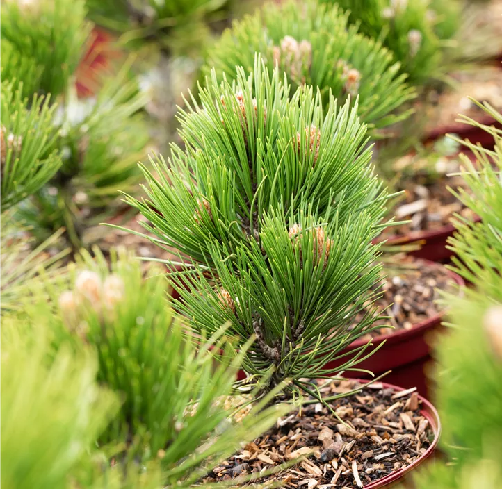 Bosnische Kiefer 'Compact Gem'