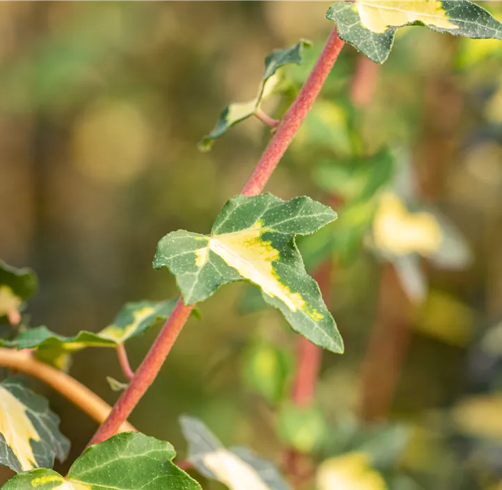 Gelbbunter Efeu 'Goldheart' Gelbbunter Efeu 'Goldheart'