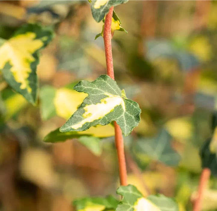 Gelbbunter Efeu 'Goldheart' Gelbbunter Efeu 'Goldheart'