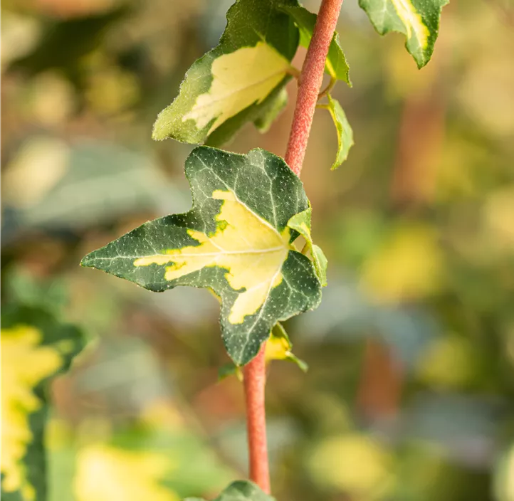 Gelbbunter Efeu 'Goldheart' Gelbbunter Efeu 'Goldheart'