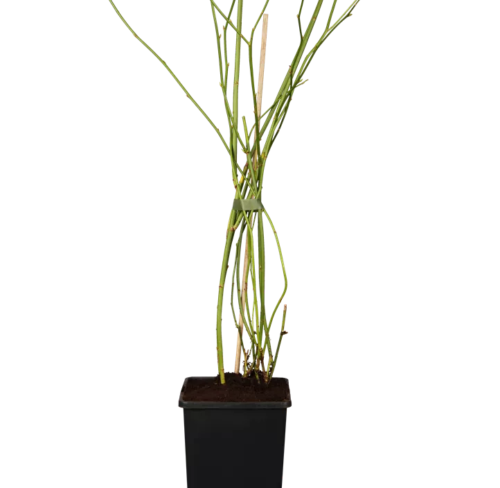 Gefüllter Ranunkelstrauch