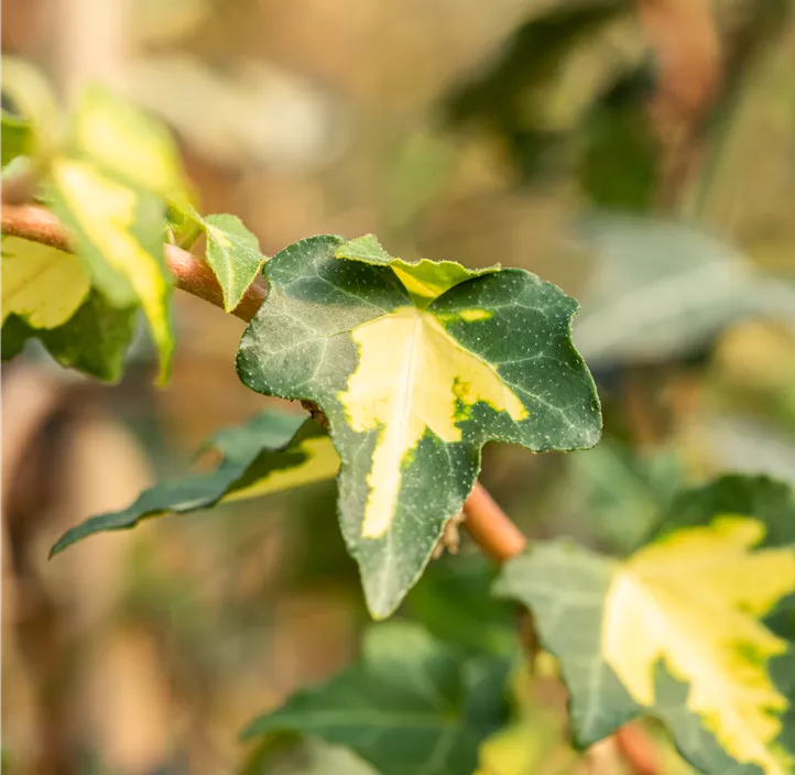 Gelbbunter Efeu 'Goldheart' Gelbbunter Efeu 'Goldheart'