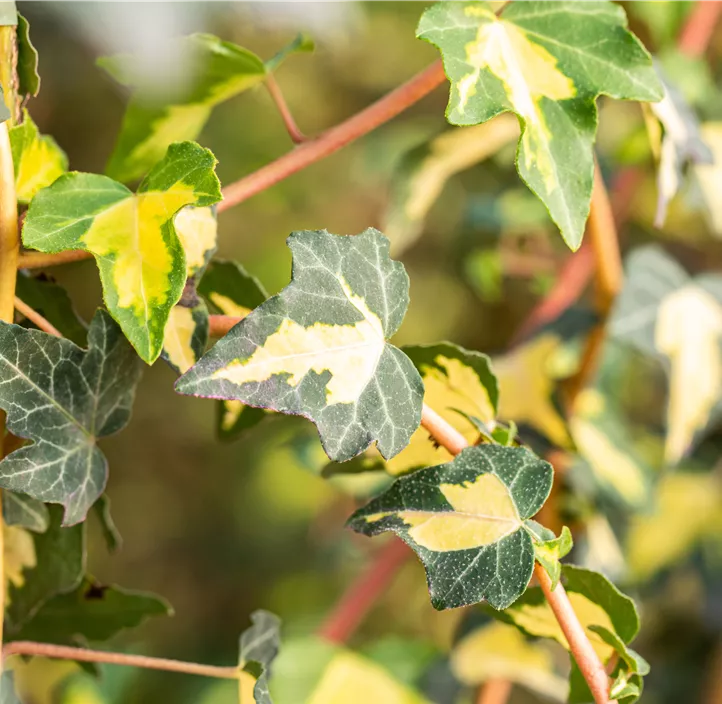 Gelbbunter Efeu 'Goldheart' Gelbbunter Efeu 'Goldheart'