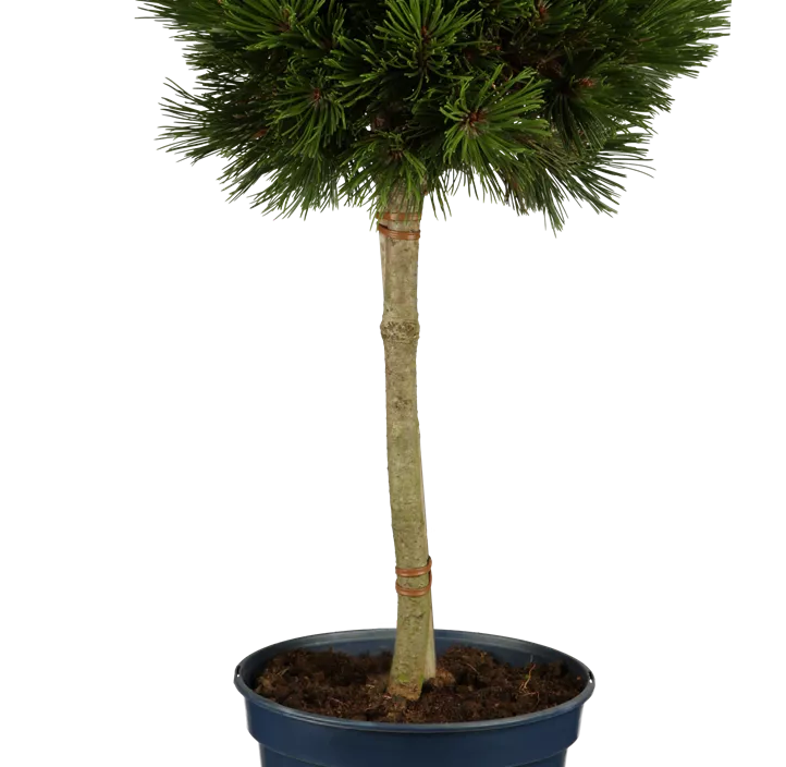 Schlangenhaut-Kiefer 'Schmidtii'