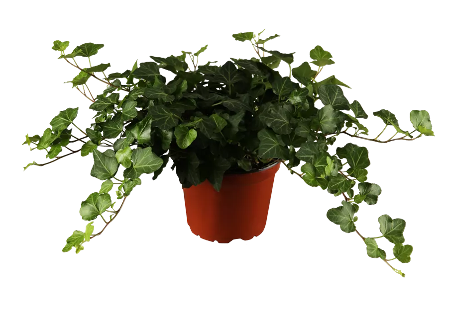 Hedera helix Balkon, Gemeiner Efeu - Bellaflora