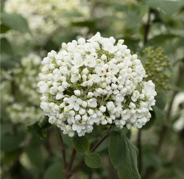 Großblumiger Schneeball