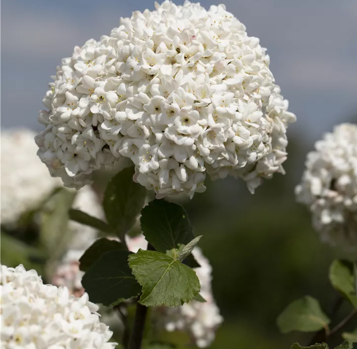 Großblumiger Schneeball