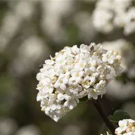 Viburnum farreri Candidissimum