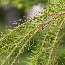 Larix decidua Puli