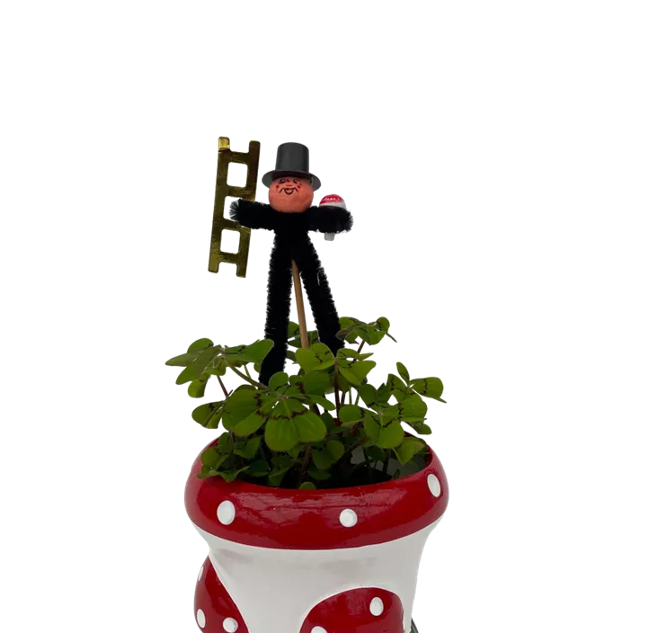 Glücksklee im Pilztopf Glücksklee im Pilztopf