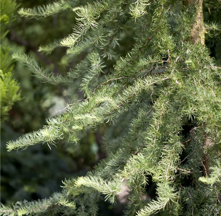 Korkenzieher-Lärche 'Diana' Korkenzieher-Lärche 'Diana'