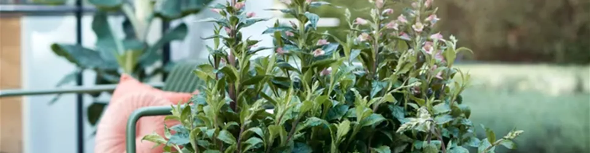Wochenendaktionen Körbe & Outdoorgefäße - Bellaflora