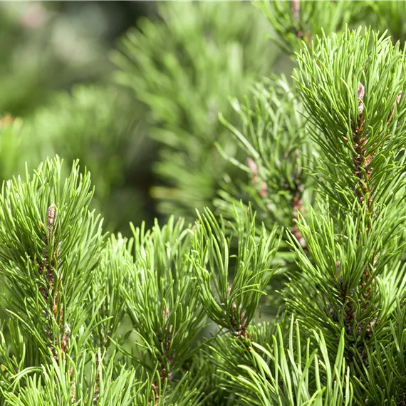 _MGL0114.jpg Pinus mugo 'Carsten´s Wintergold'