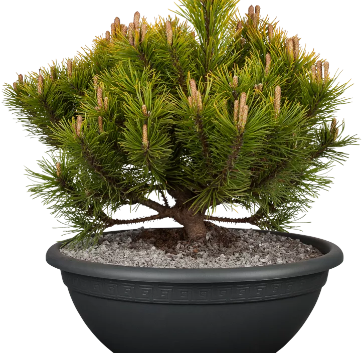 Berg-Kiefer 'Carsten's Wintergold' Berg-Kiefer 'Carsten's Wintergold'