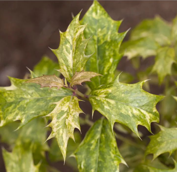 Stachelblättrige Duftblüte 'Tricolor' Stachelblättrige Duftblüte 'Tricolor'