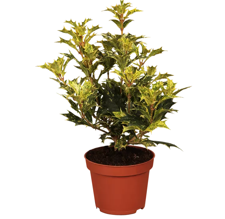 Stachelblättrige Duftblüte 'Tricolor' Stachelblättrige Duftblüte 'Tricolor'