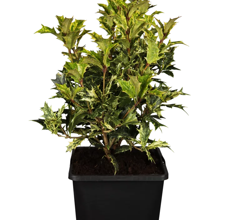 Stachelblättrige Duftblüte 'Tricolor' Stachelblättrige Duftblüte 'Tricolor'