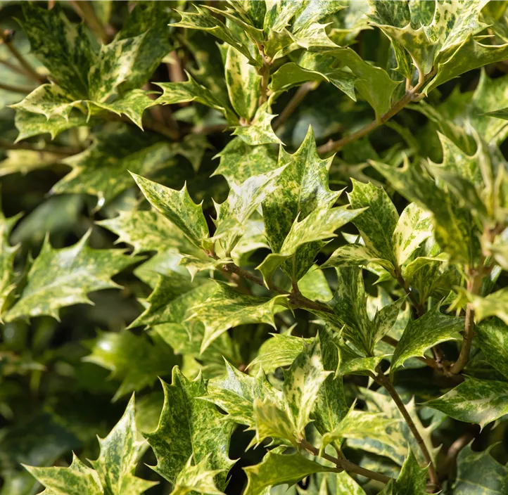 Stachelblättrige Duftblüte 'Tricolor' Stachelblättrige Duftblüte 'Tricolor'