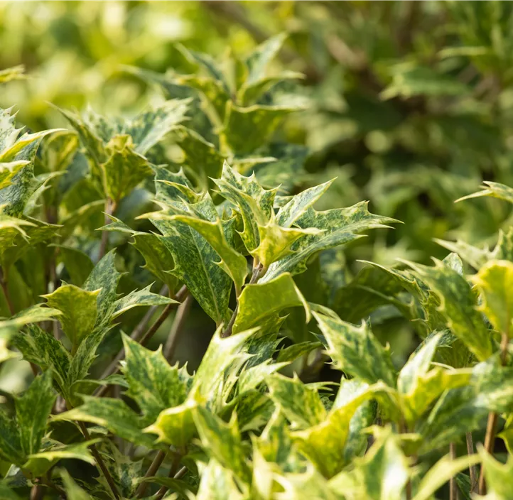Stachelblättrige Duftblüte 'Tricolor' Stachelblättrige Duftblüte 'Tricolor'